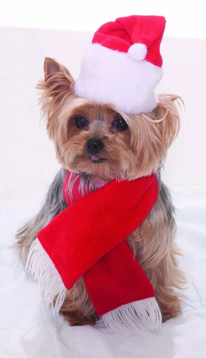 Santa Christmas Pet Costume - Image 4